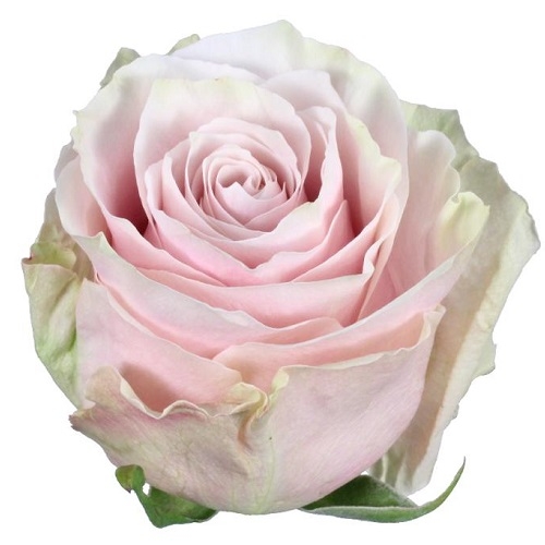 Роза эквадор pink mondial