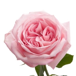 Роза Pink Ohara/50см