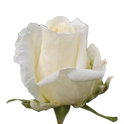 Роза White Chocolate/60см