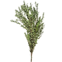 Эвкалипт Parvifolia/70см