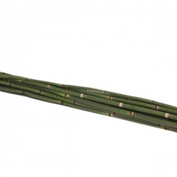 Bamboe/Snakegrass