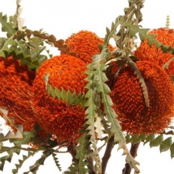 Banksia Klb Orange